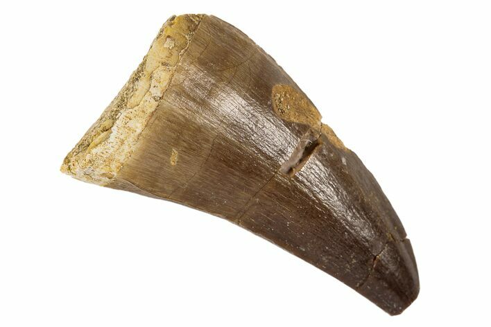 Fossil Mosasaur (Prognathodon) Tooth - Morocco #186521